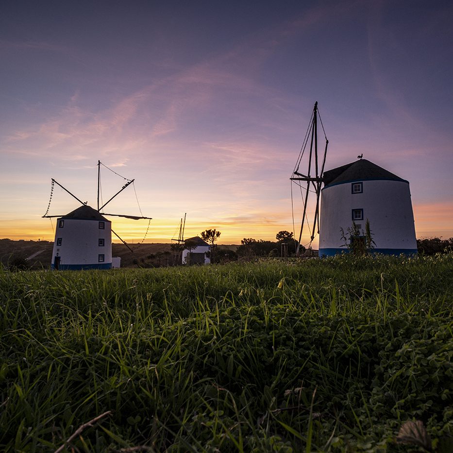 A low angle shot of windmills with a sunrise in a clear purple sky in the background